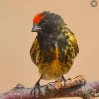 سهره گلبسرنر|پرنده|خمینیشهر, |دیوار