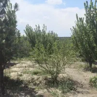 باغ-وباغچه4دیواری-500متری-شهریار-رزکان-سندار