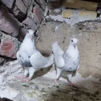 سه جفت طوقی عتیقه