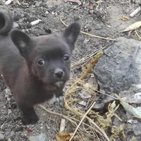 توله سرابی|سگ|آذرشهر, |دیوار