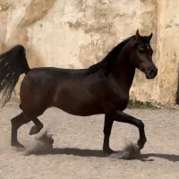 کار 5روز در هفته مرتبط با اسب