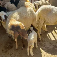 دوراس میش وبره و۳راس بره نر بایک بزغاله گیلانغرب