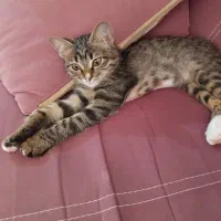 واگذاری گربه