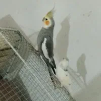 عروس هلندی نر|پرنده|خورموج, |دیوار