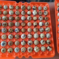 تخم بلدرچین نطفه دار|حیوانات مزرعه|نجفآباد, حومه نجف آباد|دیوار