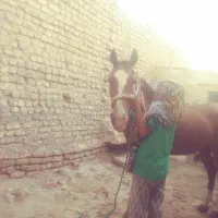 اسب