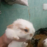 بچه خرگوش لوپ