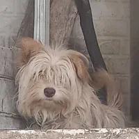 سگ پامر پشمالو