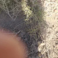 خار دانه دار