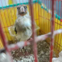 سهره|پرنده|کنگاور, |دیوار