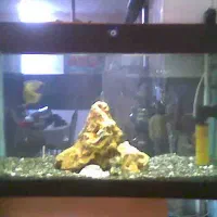 آکواریوم بزرگ و کوچک|لوازم جانبی حیوانات|اندیشه, اندیشه فاز ۲|دیوار