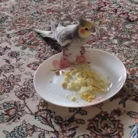 عروس هلندی گمشده