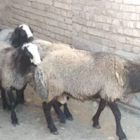 بره قوچ یک ساله