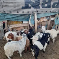 ده تا بزغاله درشت واسه نگهداری