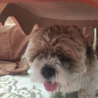 سگ شیتزو|سگ|مشکیندشت, |دیوار