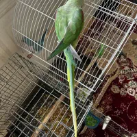 شاه طوطی دستی )طوطی اسکندر|پرنده|لامرد, |دیوار