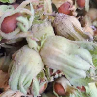 فروش نهال فندق ازگیل انجیر وتو ت موزی کندوس