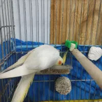 عروس هلندی نر|پرنده|بره‌سر, |دیوار