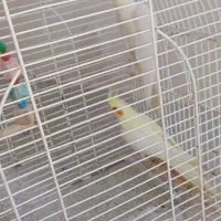 طوطی عروس ماده