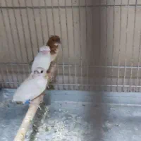 فنج بنگالی قناری سهره|پرنده|همدان, |دیوار