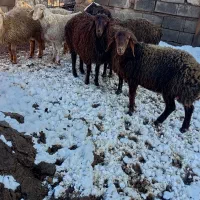 بره نر|حیوانات مزرعه|تربت جام, مسکن مهر|دیوار