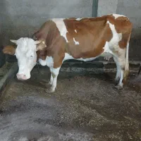 یک راس گاو سیمینتال باگوساله شکم دوم