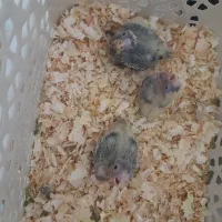 جوجه عروس هلندی سرلاکی ابلغ لوتینو شاه تخم