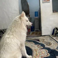 سگ سامویید|سگ|بندرعباس, |دیوار