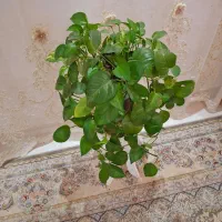 گل طبیعی|گل مصنوعی|نورآباد, |دیوار