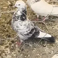 کبوتر