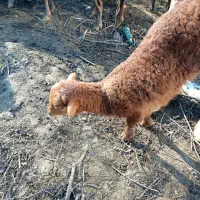 بره گوسفند نر و ماده|حیوانات مزرعه|رودسر, |دیوار