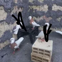 طوق زرد رنگ پرتقالی بهترین رنگ