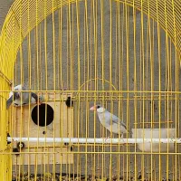 فروش ۲ عدد طوطی برزیلی و ۲عدد فنج مصریی|پرنده|کازرون, |دیوار
