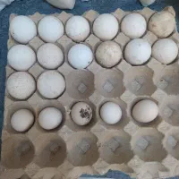 تخم نطفه دار تازه بوقلمون و ابریشمی اصل