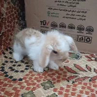 بچه خرگوش لوپ ومینیاتوری تربیت شده