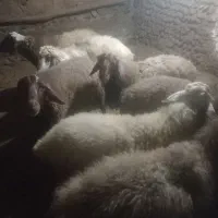 گوسفند نر..گوشتی..