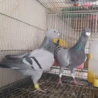 کبوتر پلاکی شهری بهبهانی