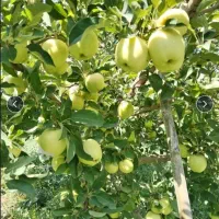 فروش سیب لبنانی زرد ریز