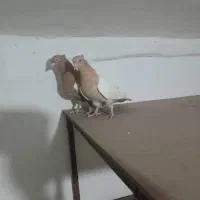 چهار جفت کفتر|پرنده|شیراز, بازار|دیوار