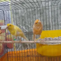 قناری نروماده ۲جفت مست مولود|پرنده|اهر, |دیوار