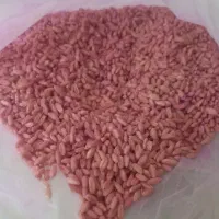 گندم اصلاح شده