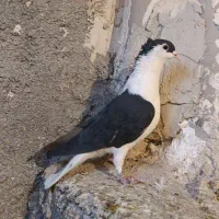 ساده سیاه کاکلی
