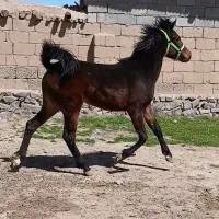 اسب|اسب و تجهیزات اسب‌سواری|فیروزآباد (آذربایجان), |دیوار