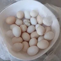 تخم مرغ محلی اصل
