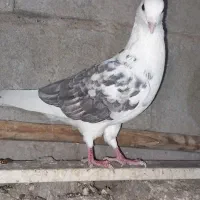 کبوتر نرو ماده