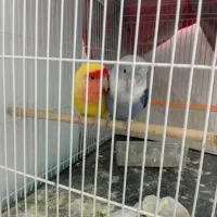 کوتوله برزیلی جفت مولد و جوجه کوتوله دستی