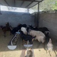 میش بره بز گوسفند