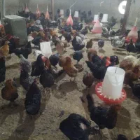 مرغ تخمگذارگلپایگانی