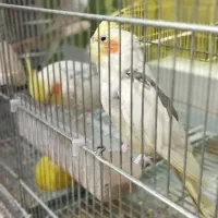 تخفیف ویژه انواع پرنده زینتی|پرنده|هشتگرد, هیو|دیوار