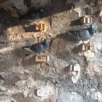 کله زرد|پرنده|شوشتر, |دیوار